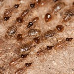 Dampwood Termites